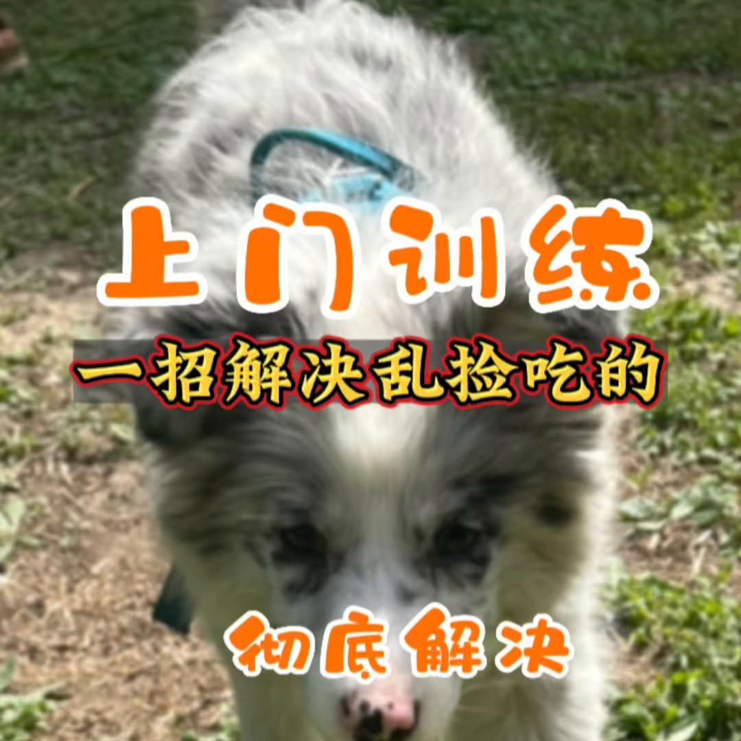 训练边牧捡东西回来,喂养小狗边牧