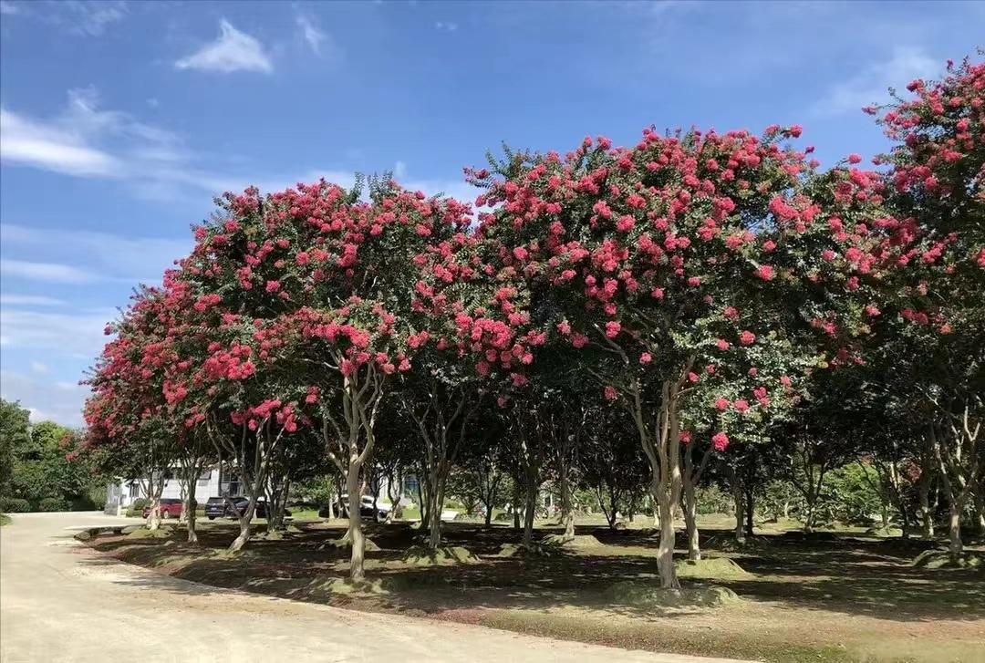 庭院四季常青不怕晒又耐寒的花树,适合在庭院里种植的花树有哪些