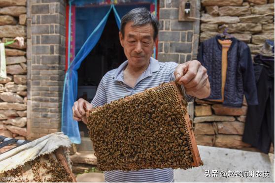 辛苦劳作的蜜蜂,辛苦的老蜜蜂