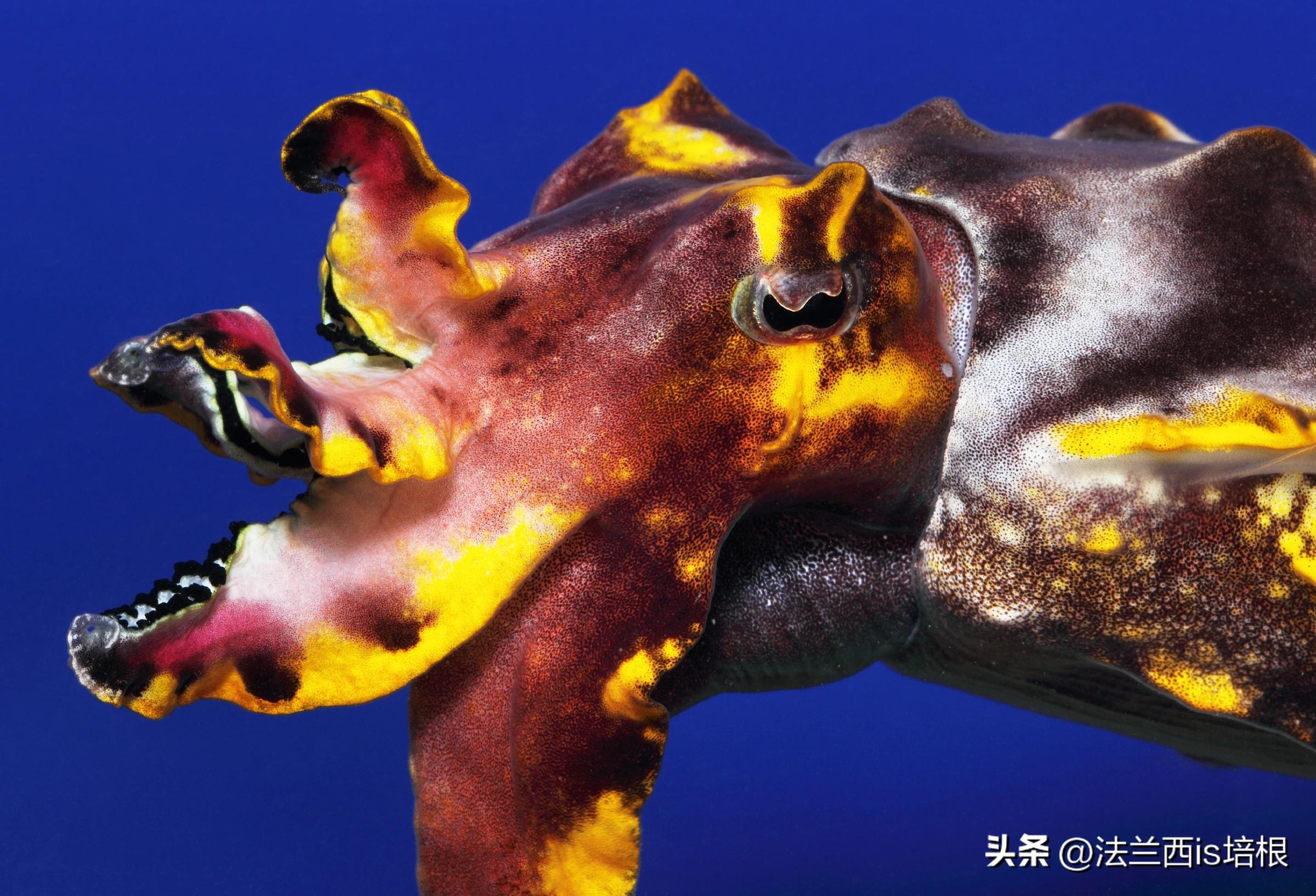 女子煮墨鱼没放墨汁似熬沥青,女子首次煮墨鱼没倒墨汁似熬沥青