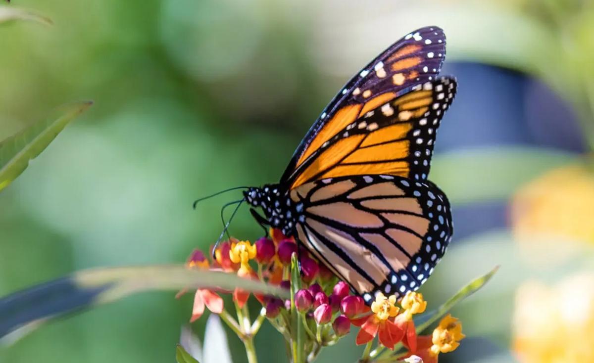 看到黑色蝴蝶代表什么,看到黑色的蝴蝶是什么预兆