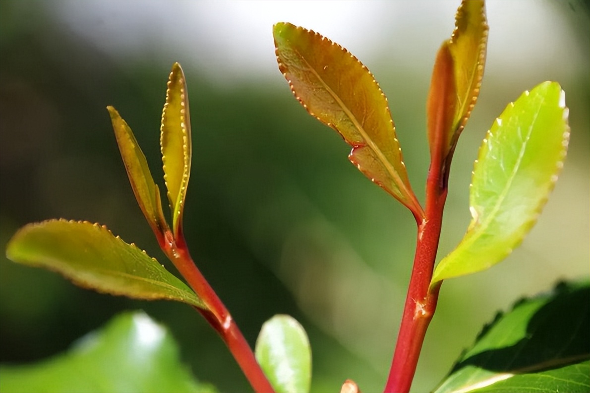 国际禁毒日请收下这份必备知识,国际禁毒日是采用什么方法禁毒的