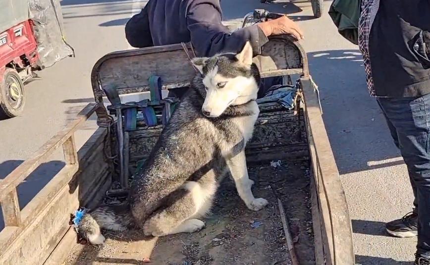 哈士奇遇到狗贩子不敢动,哈士奇被狗贩子带走