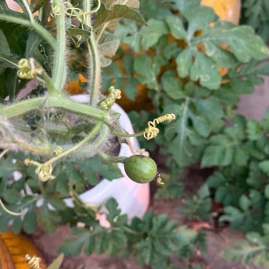 西瓜叶子卷缩的原因和有效处理方案