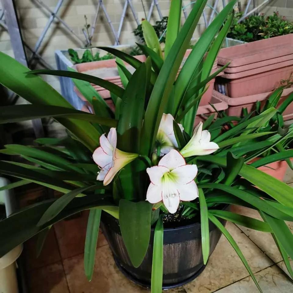 淘米水发酵有臭味还能浇花吗,发酵淘米水浇花特别臭