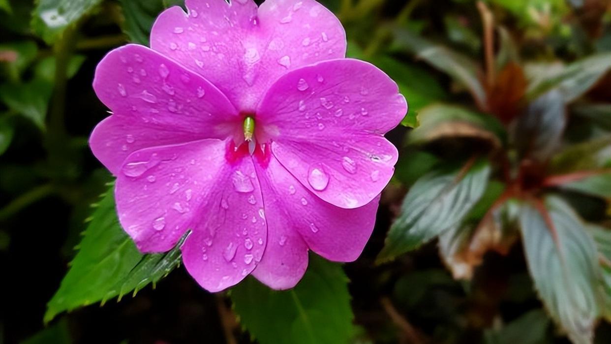 看看花市最受欢迎的6种花,这5种花再好看也别乱养