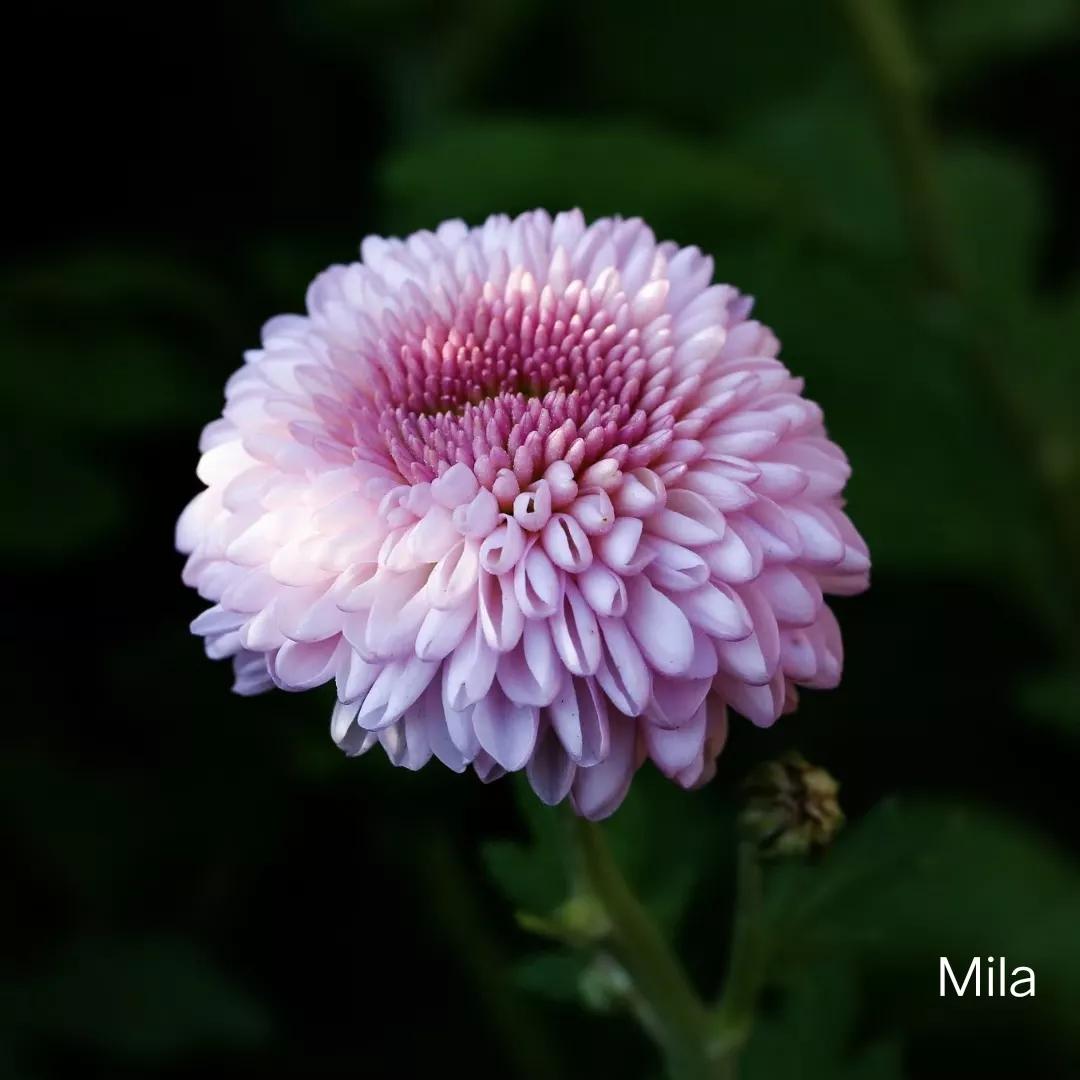 深圳东湖公园菊花展什么时候结束,深圳东湖公园菊花展2019几点唱戏