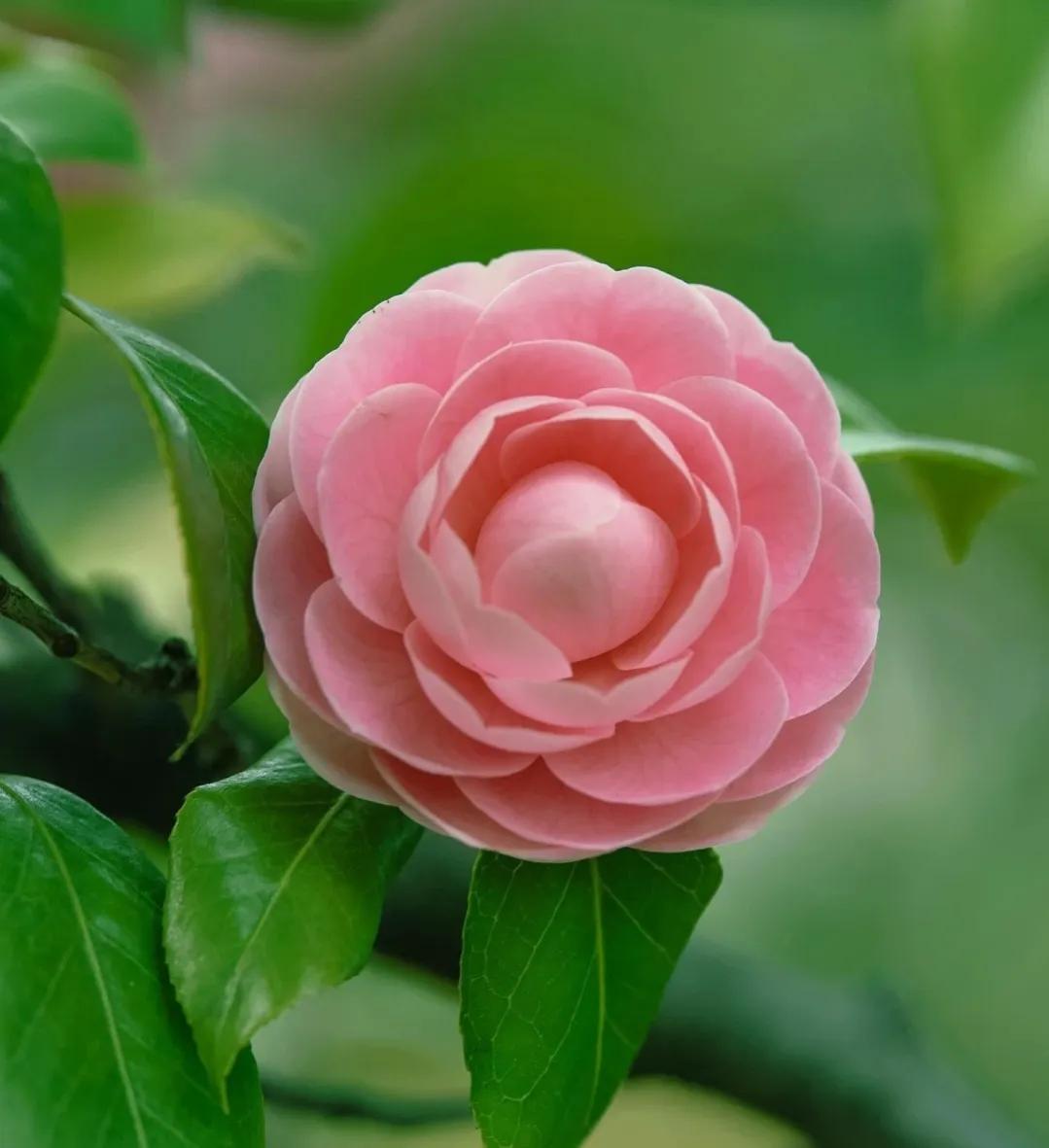 被评为中国传统十大名花,中国十大传统名花ppt