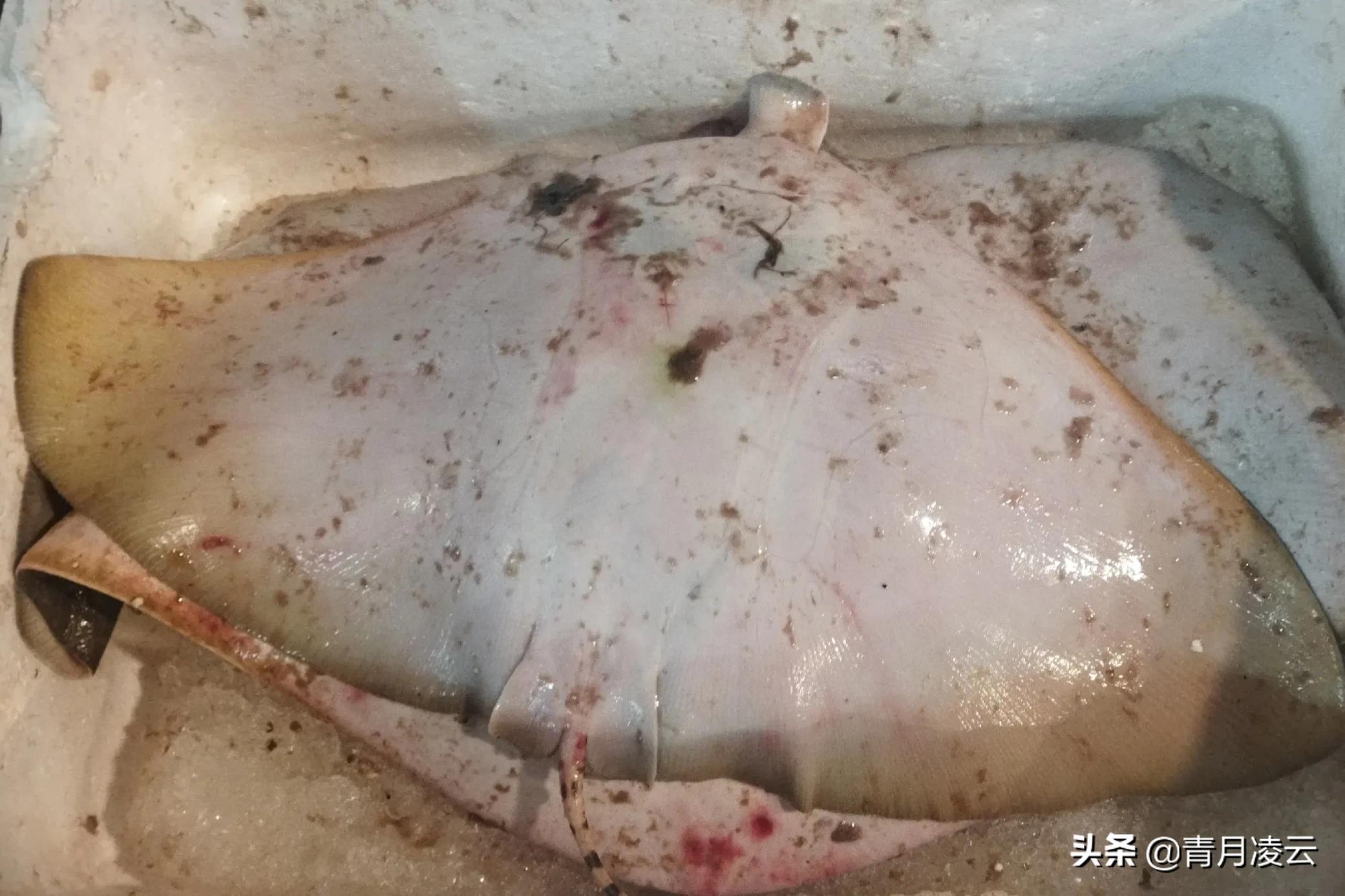 海鲜市场常见海产品图鉴,海鲜市场常见海产品图鉴表图例