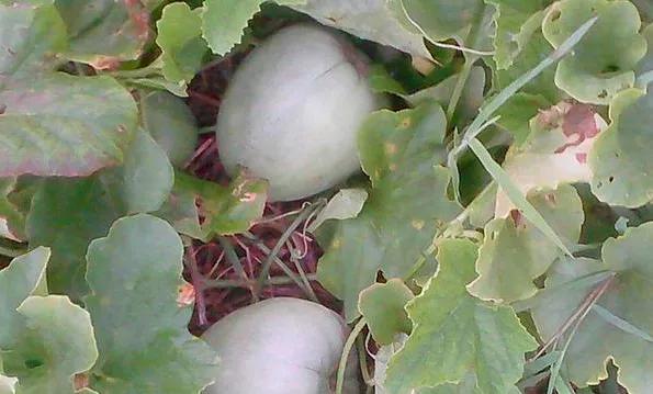 绿宝石香瓜的种植方法和注意事项,香瓜种植技术选瓜留瓜