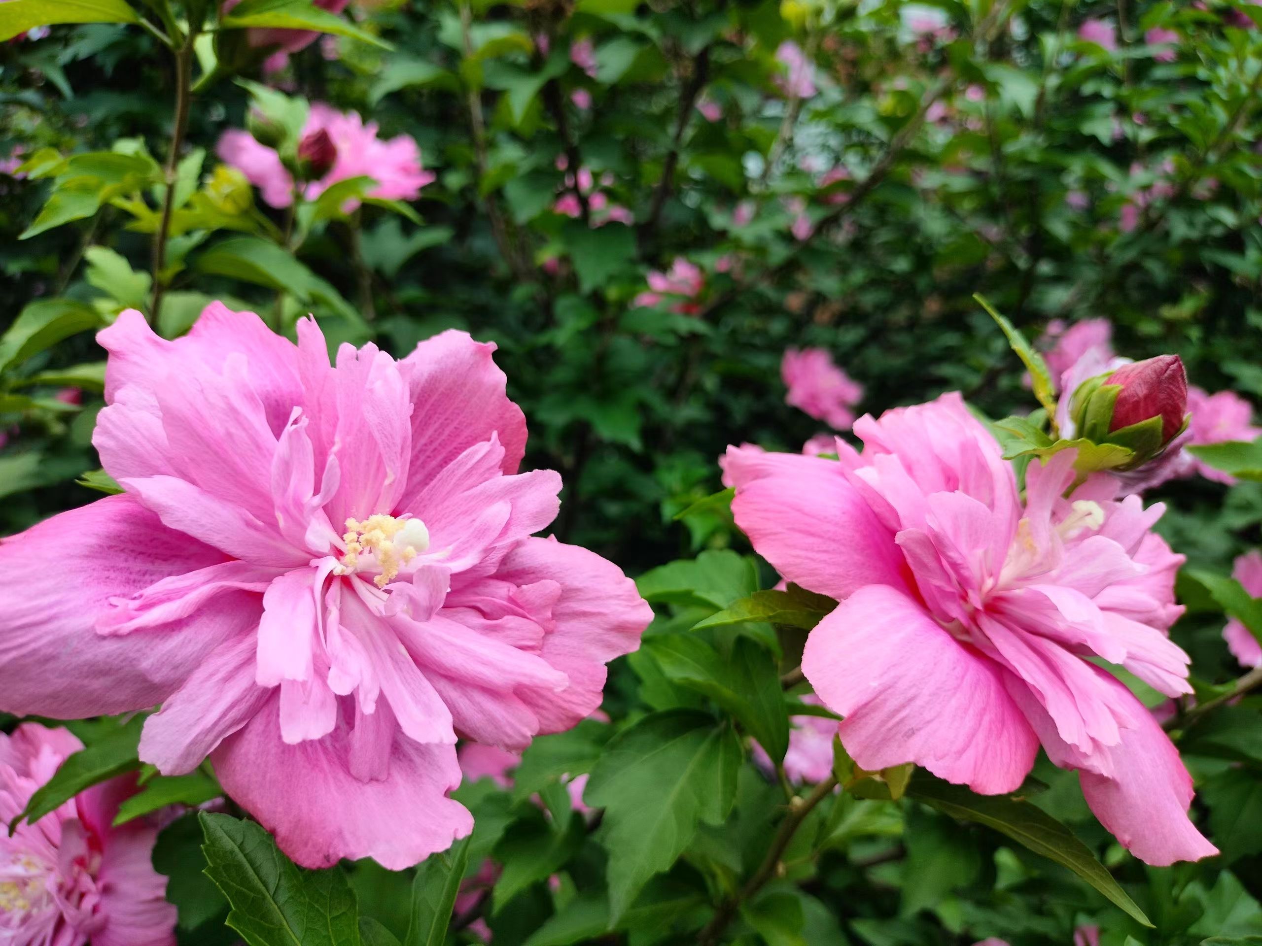 老人适合养什么花比较好,适合老年人养的花排行榜