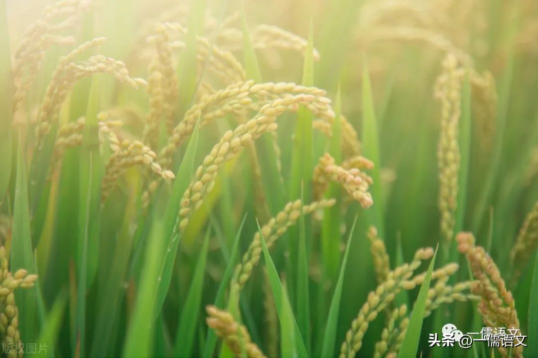 初中生写好作文必备技巧,初中生优秀满分作文600字带题目