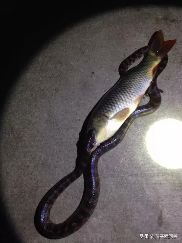 被五步蛇咬伤后能恢复吗,用五步蛇血治疗五步蛇咬伤