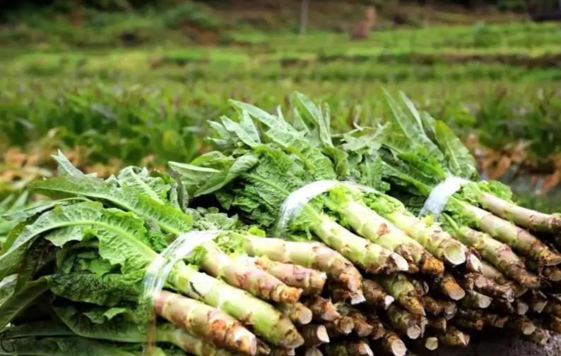 粮食中真菌的检测,粮食中真菌毒素检测的优缺点