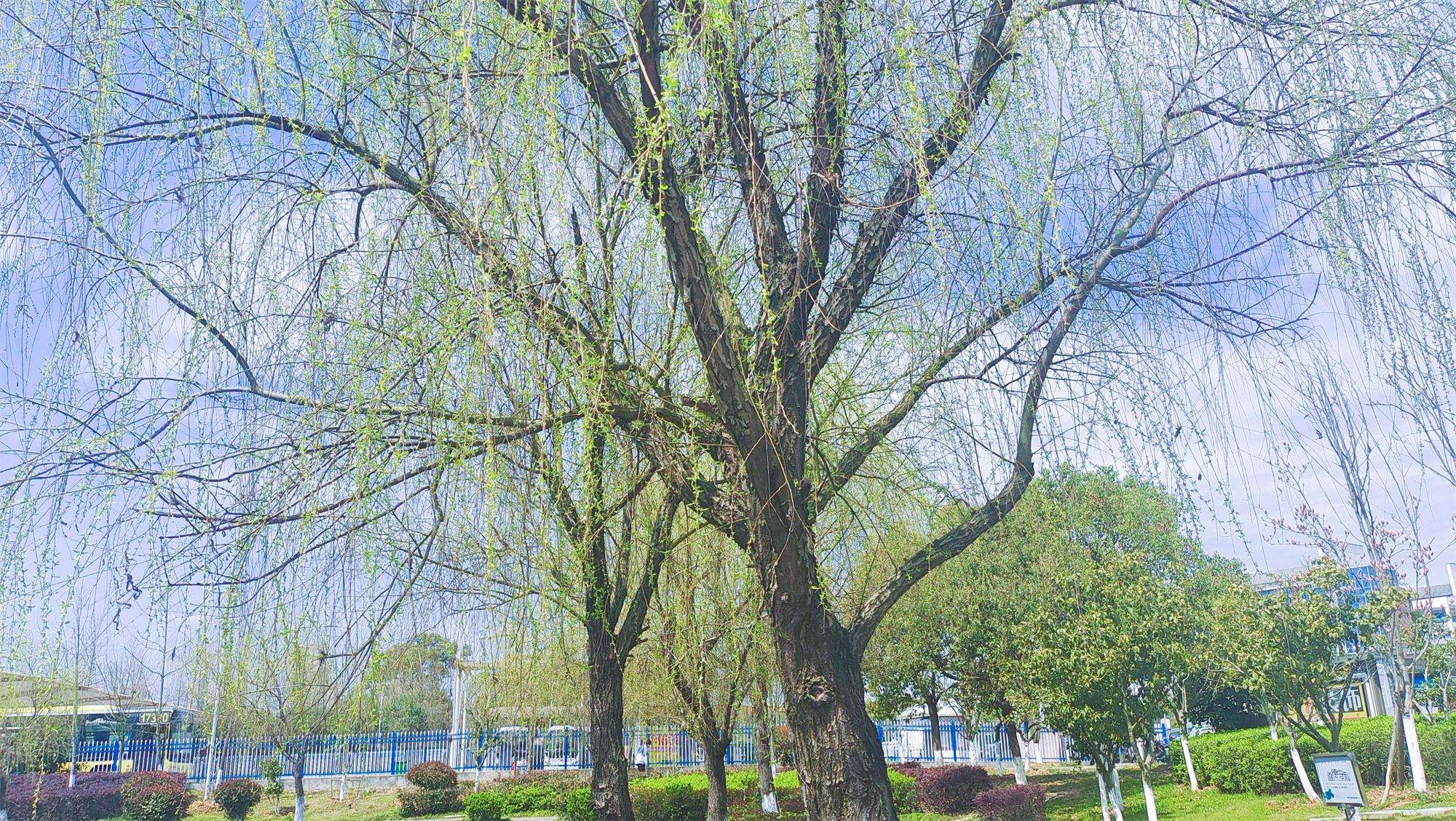 美丽吉安之风光系列：春天的柳树婀娜多姿美丽动人