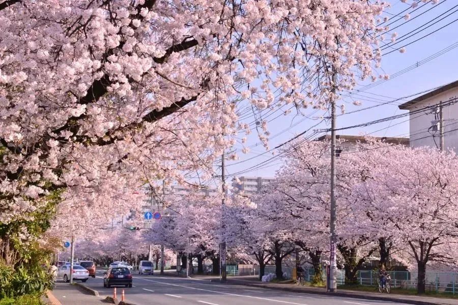2023日本樱花预计开花的时间,2023年日本樱花总结