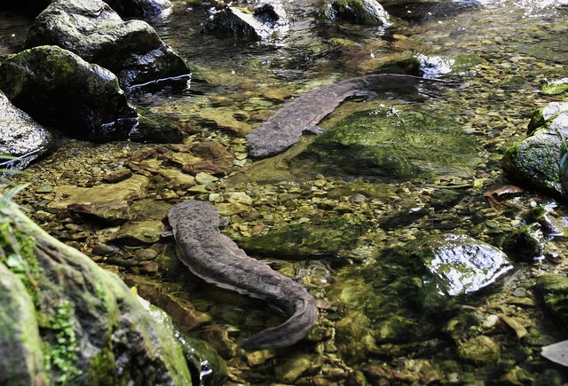 养100只娃娃鱼一年能挣多少钱,养娃娃鱼赚不赚钱