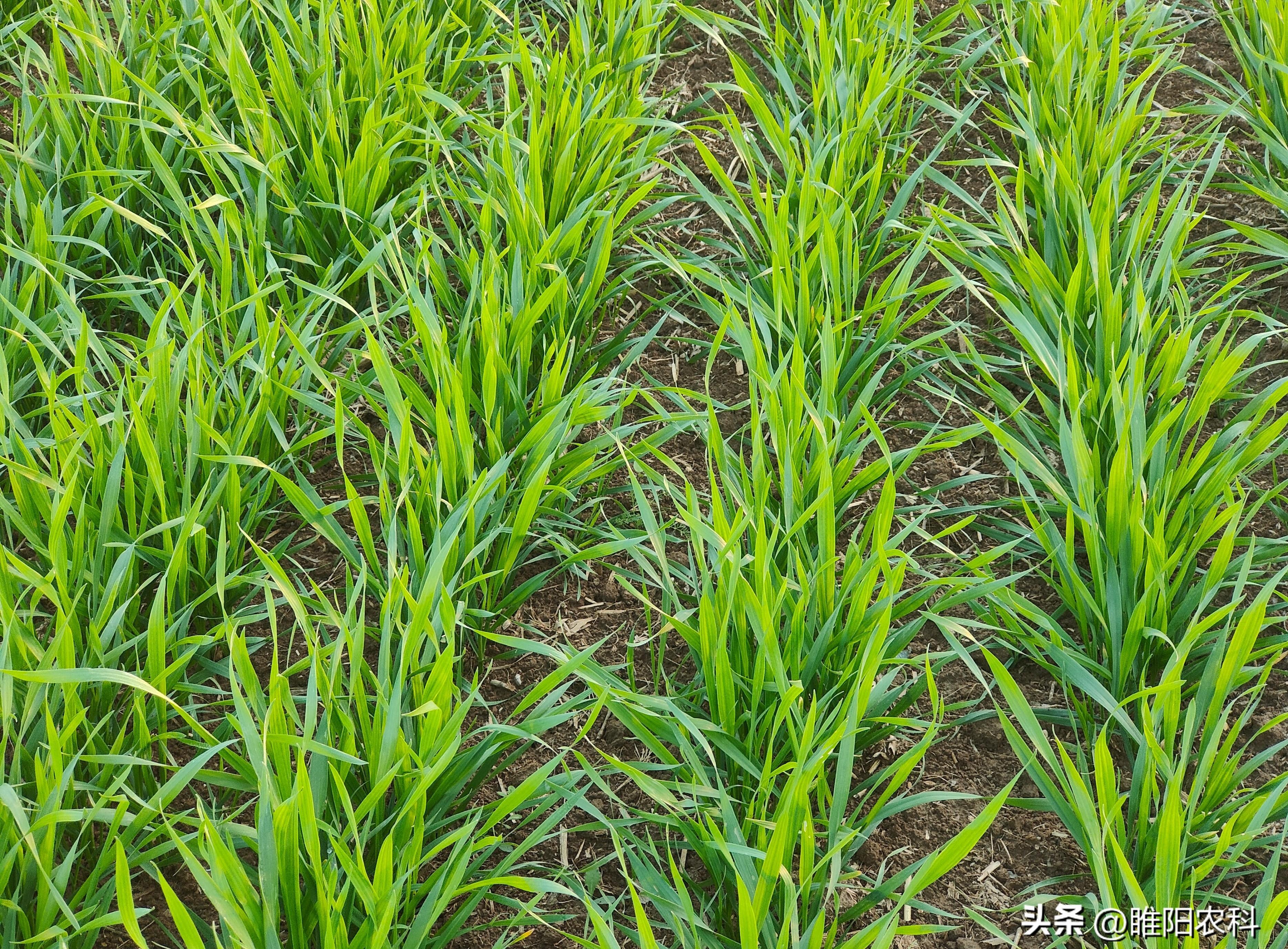 「惊艳口感！小麦之王终极对决！」