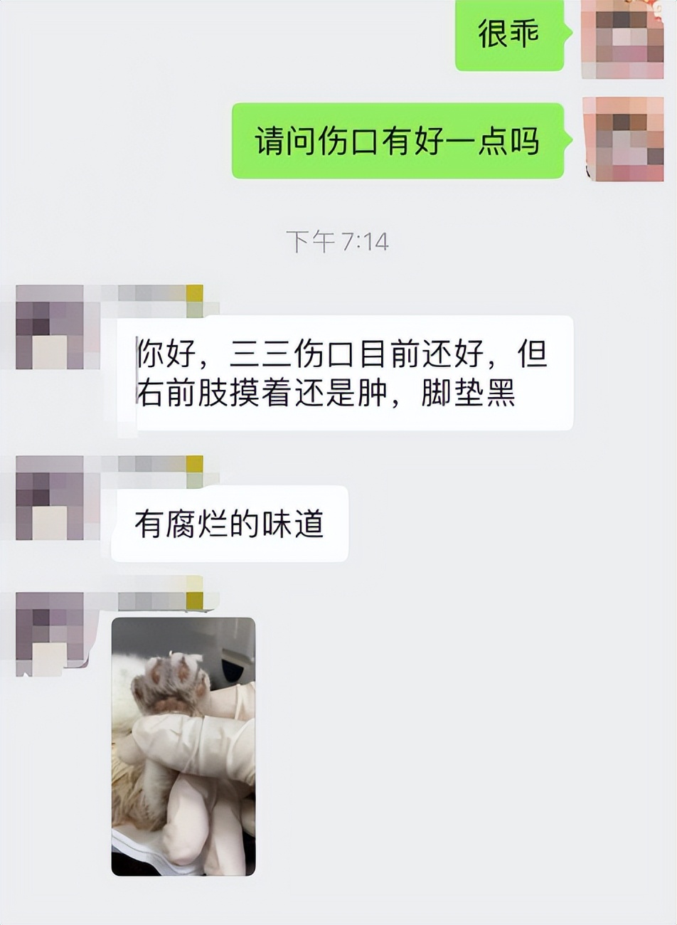 宠物医生，猫咪右手臂骨折，伤口化脓发炎怎么办？