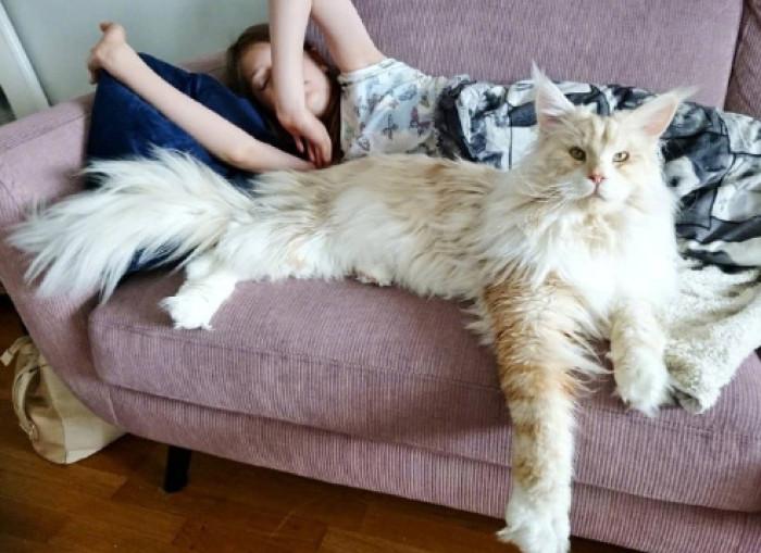 养美短猫的十大好处和坏处,猫对人身体有哪些好处和坏处