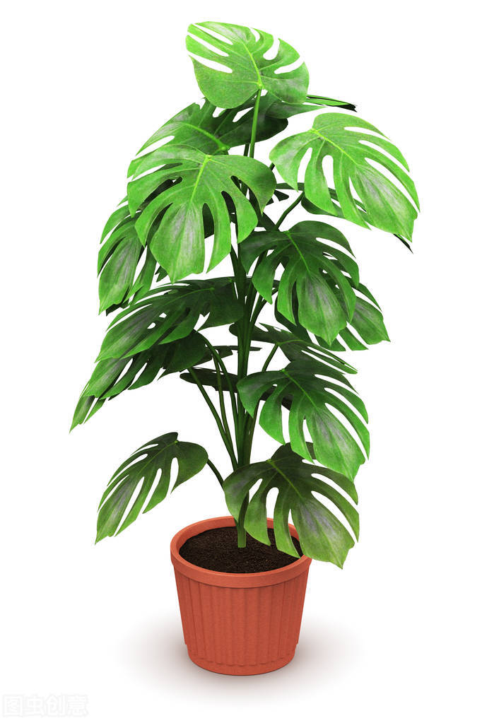 除甲醛最好的是哪几种植物,什么植物除甲醛最好且好养