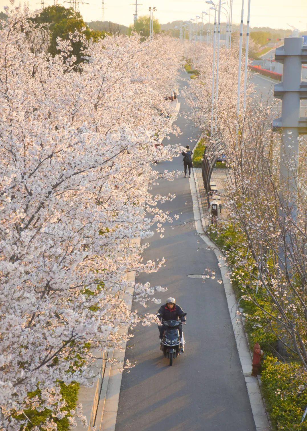 苏州京杭大运河健身步道,苏州环古城健身步道图