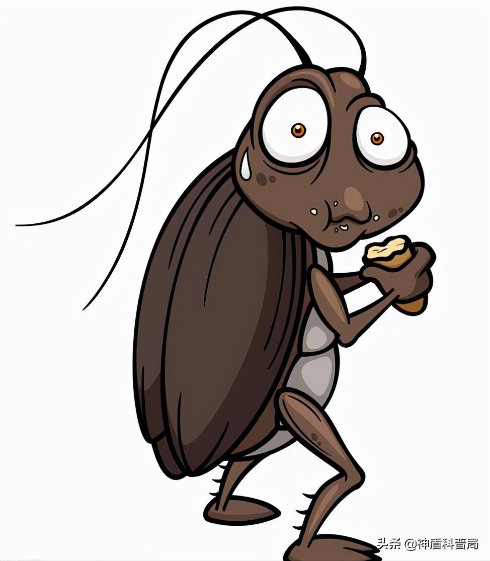 明明蟑螂爬到身上就不见了,有人把蟑螂给踩死了