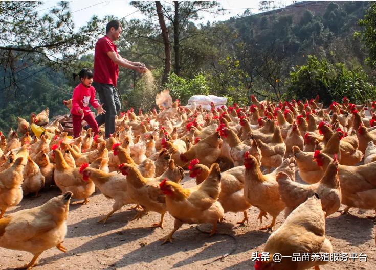 农村养鸡怎么配料,喂什么药能让鸡冠红毛发亮