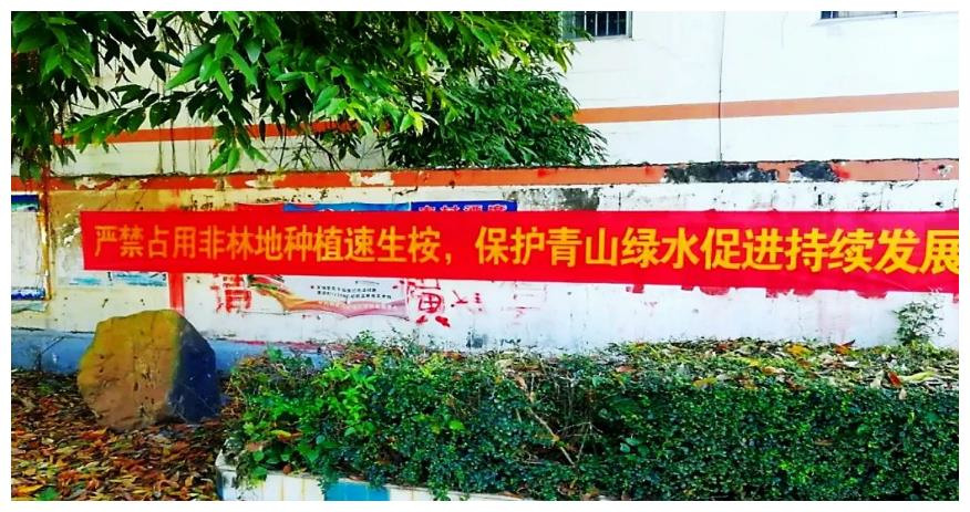 广西桉树何去何从,广西桉树引争议