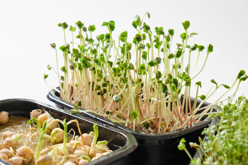水培蔬菜怎么样才能发芽,水培蔬菜口感如何