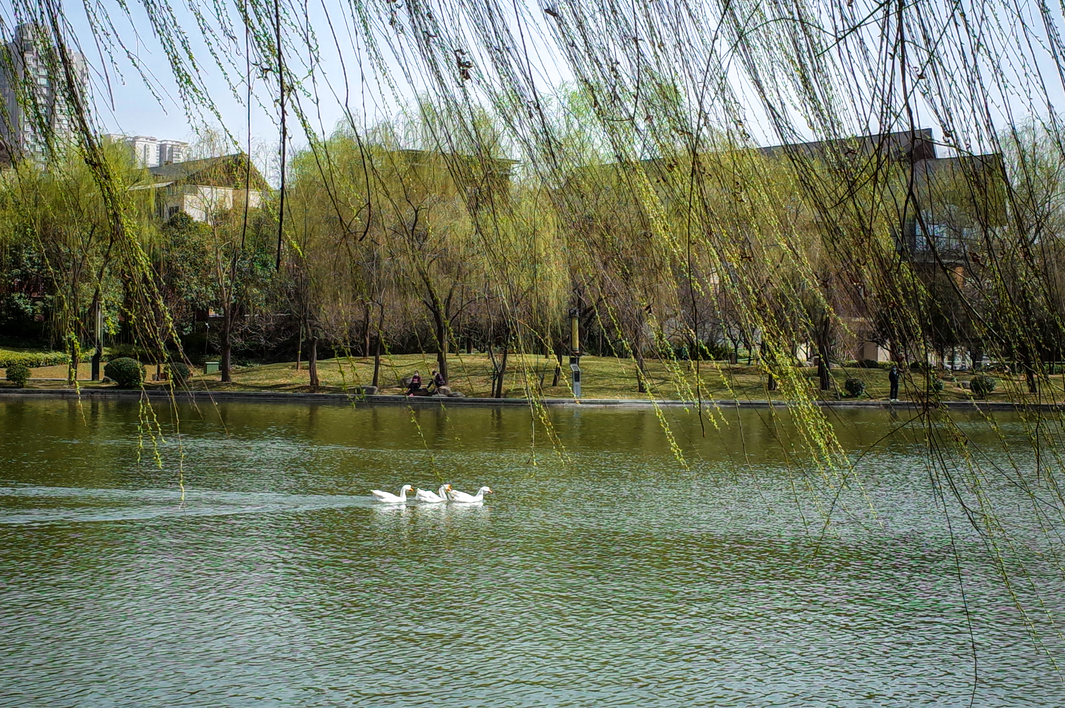 西安春天太美了,西安的春天美呆了