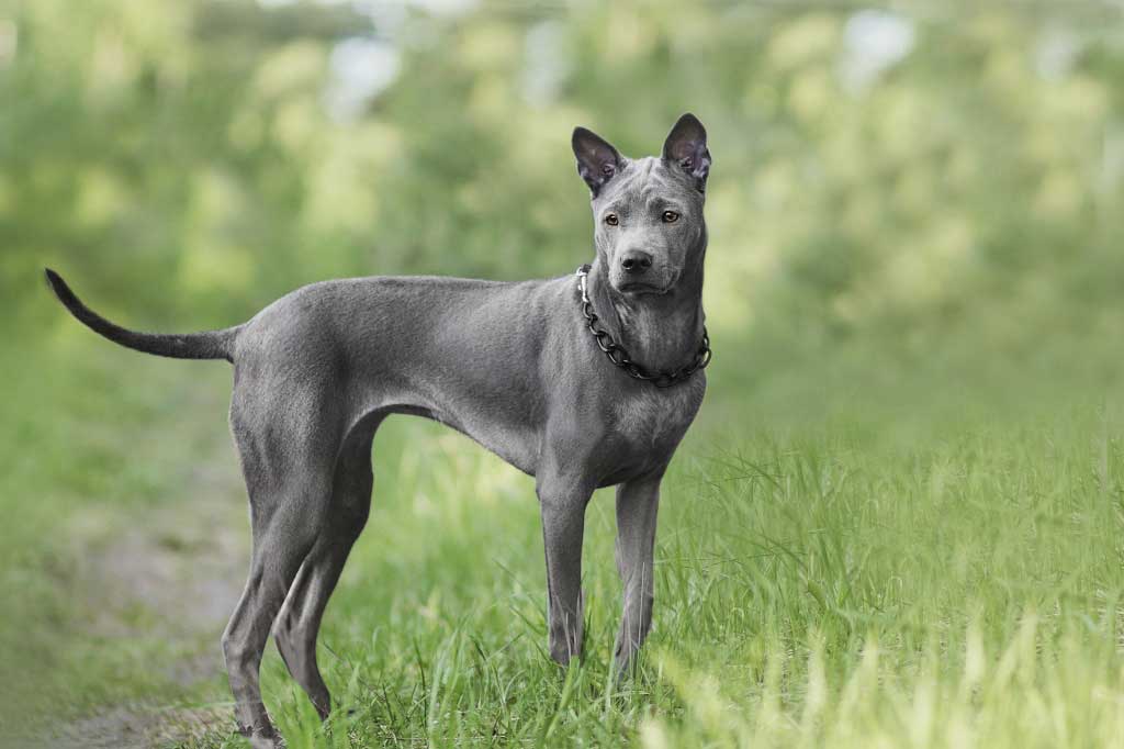 现在最受欢迎比较贵的狗狗,最受欢迎的狗狗十大排行榜小型犬
