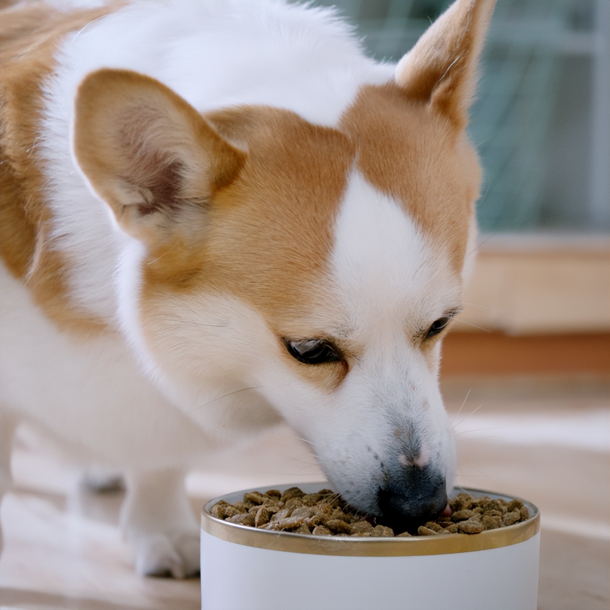 深耕行业十六年，比乐品牌升级：高端宠食智造专家是如何炼成的？