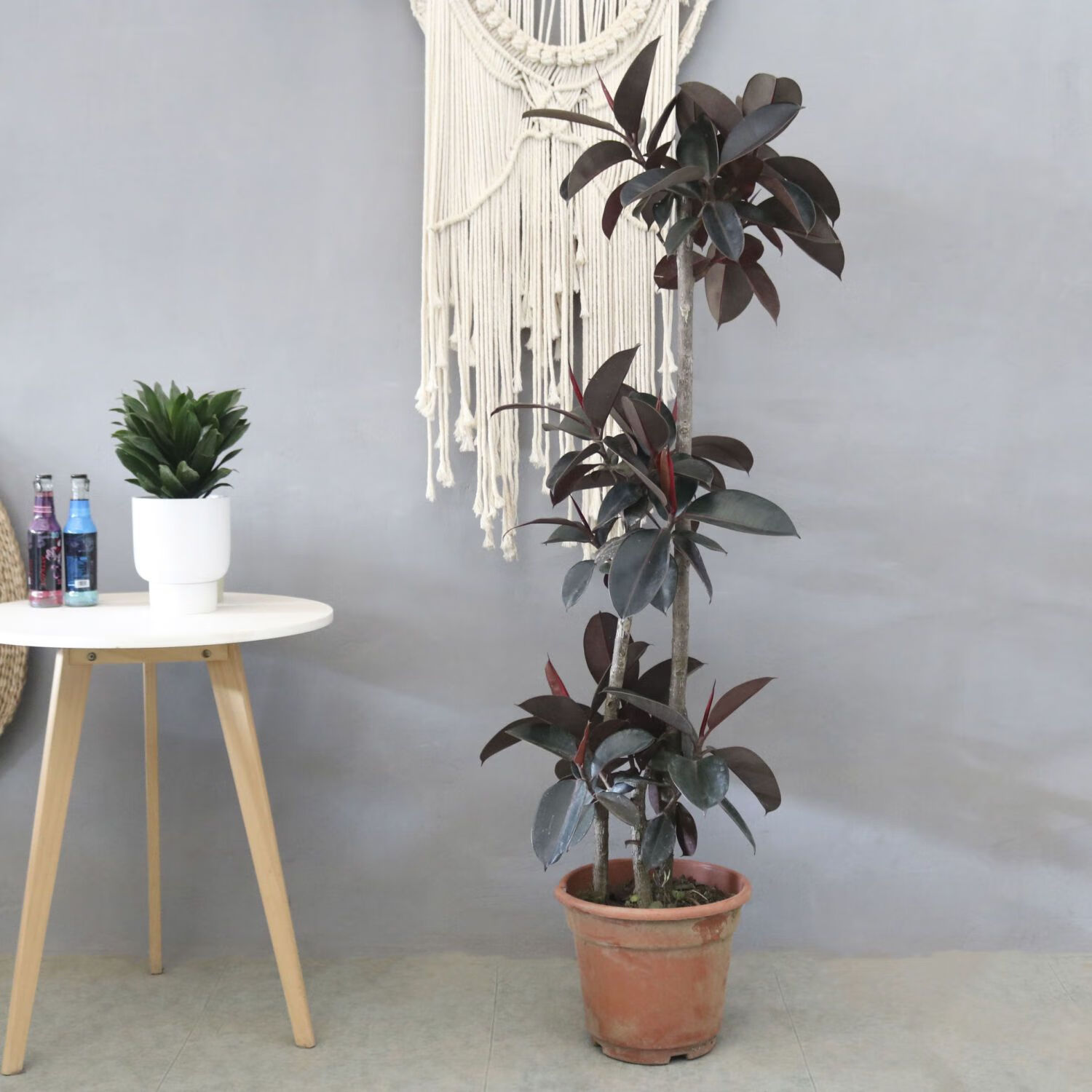 客厅适合的花草,适合客厅的花草