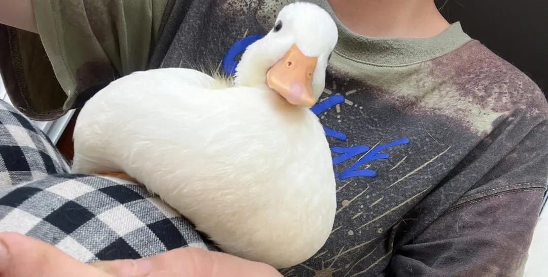 养起来成本低省心的宠物,可以互动且省心的宠物