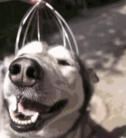 狗狗饮水禁忌多5大禁忌绝不能犯,给狗狗喝水的3大误区