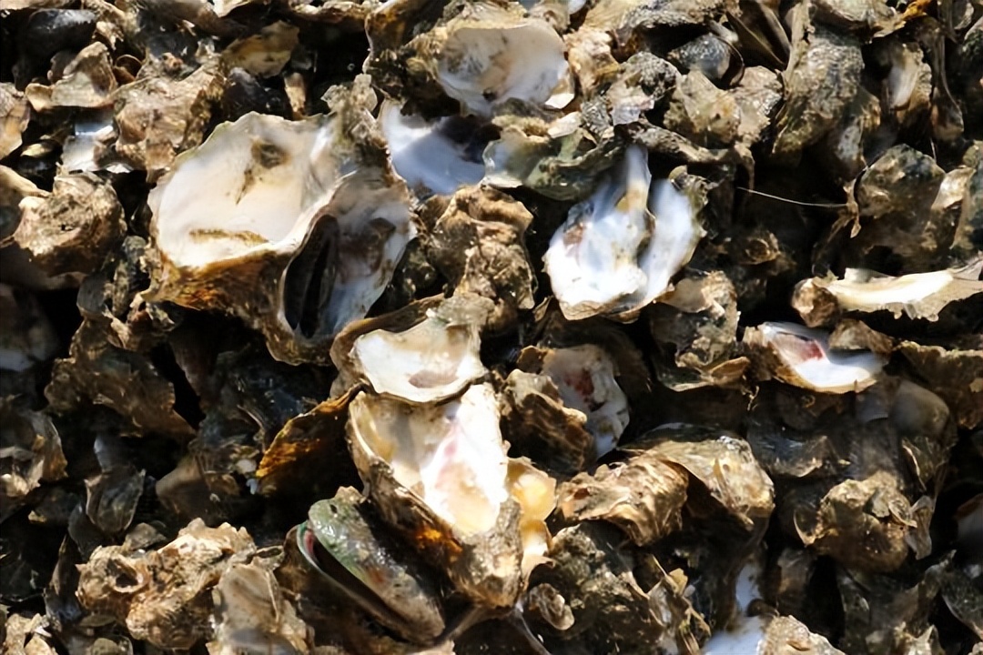 牡蛎被称为海中牛奶,牡蛎是海蛎壳吗