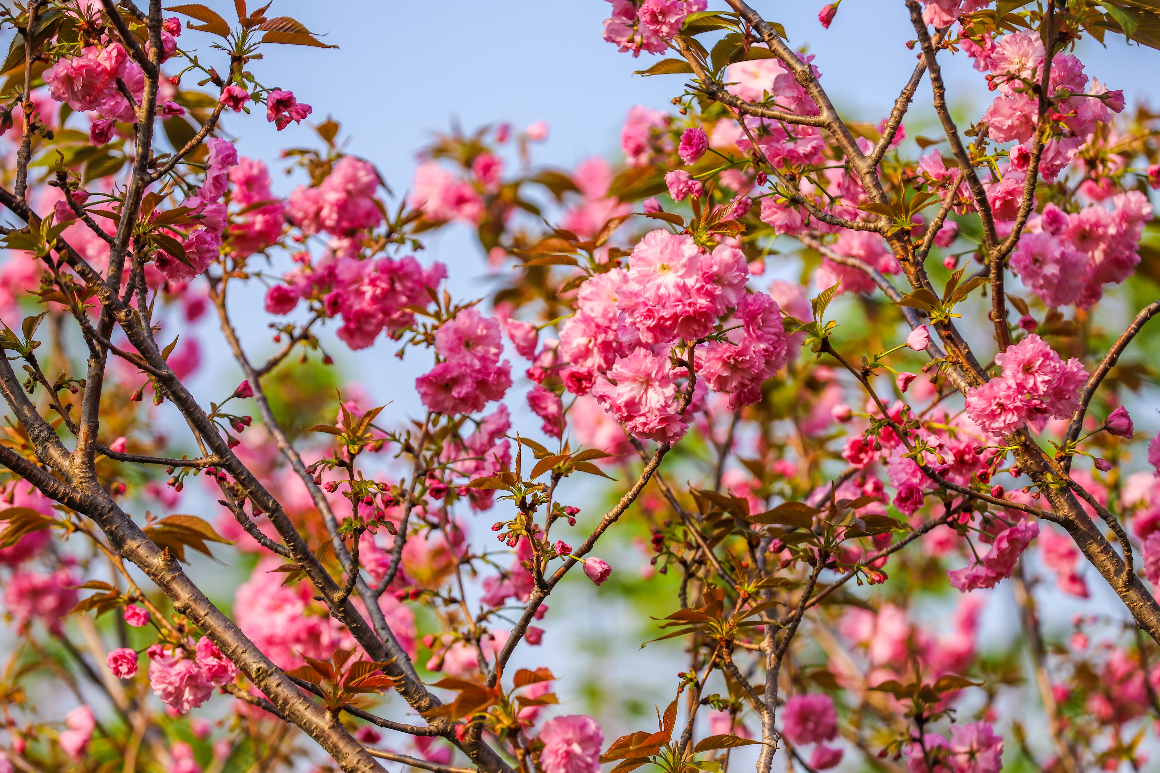 同心花海樱花航拍,踏青赏花邂逅一场浪漫樱花盛宴