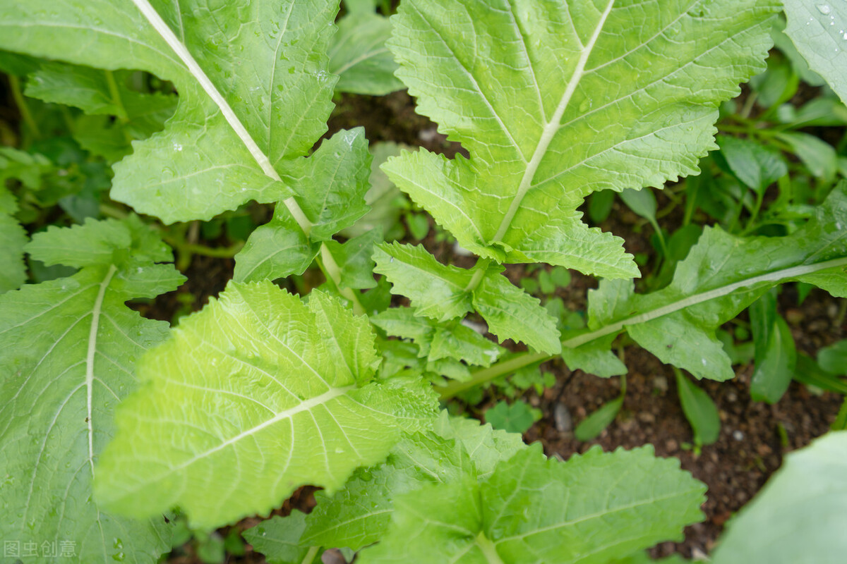 南方常吃的蔬菜有哪些,北方常见蔬菜有哪些