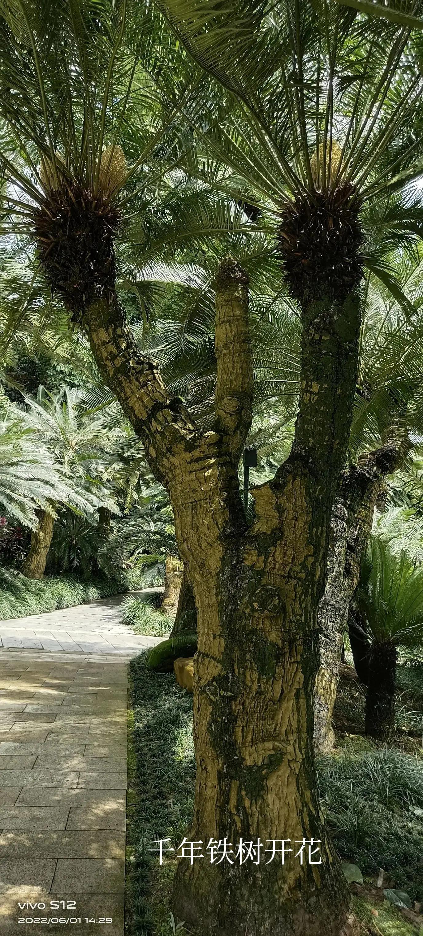 千年铁树开花完整版,千年铁树开花打一小说名