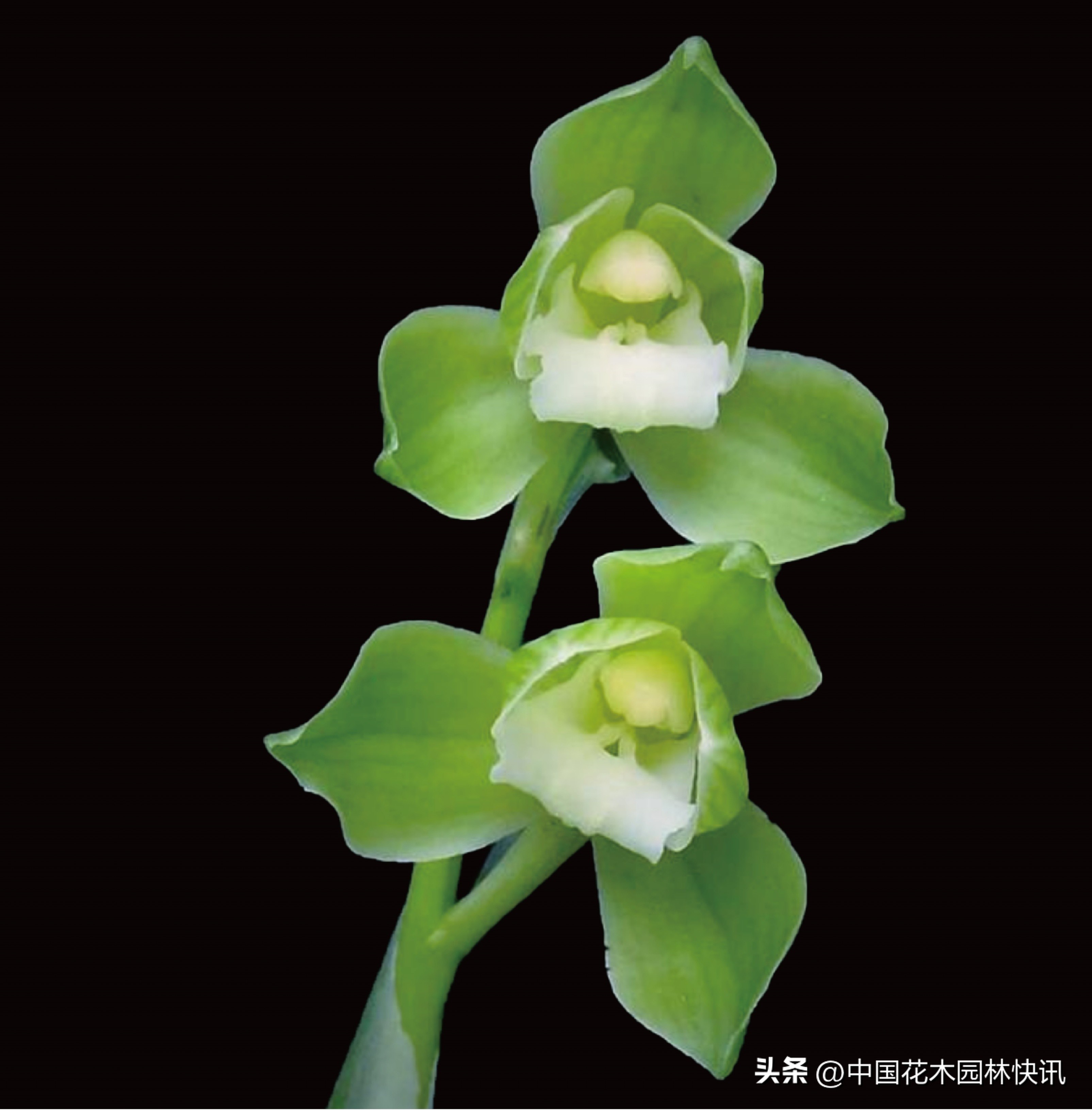 2023春剑十大名兰,四川春剑五大名兰