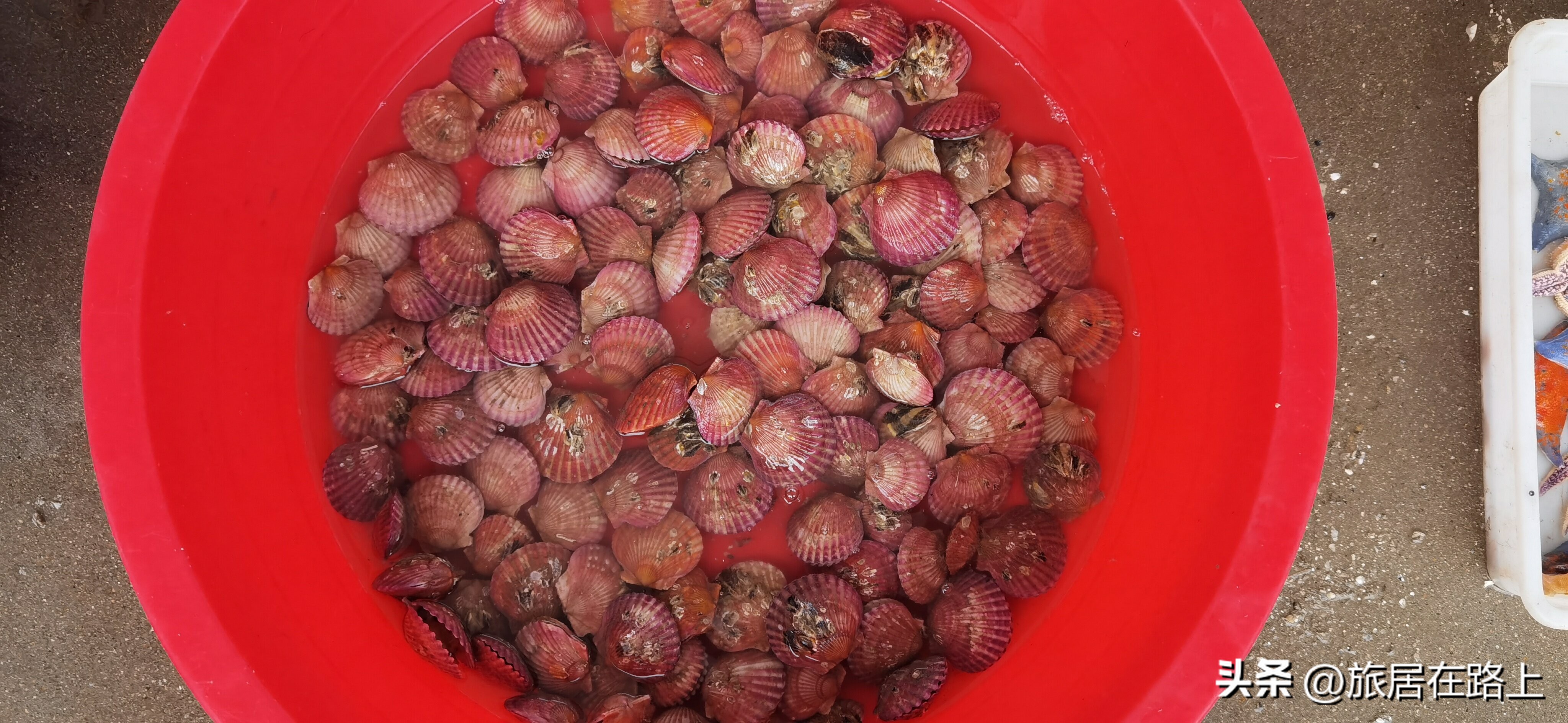 日照天气,日照直播