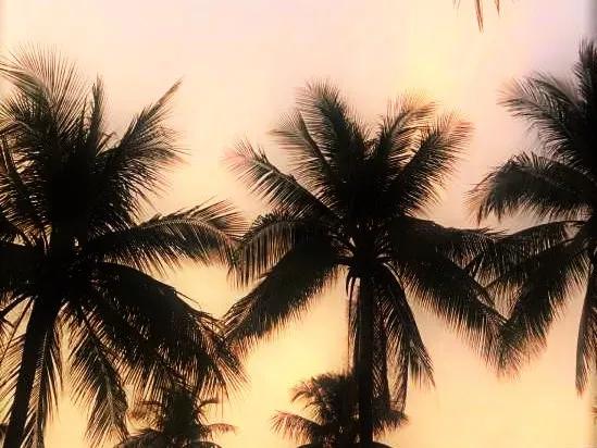 小海螺在海南大学考研：海大的美，不止在风景，还在你们