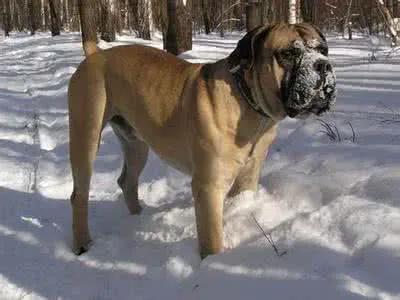 100多种名犬图片大全大图高清,100多种名犬图片大全大图