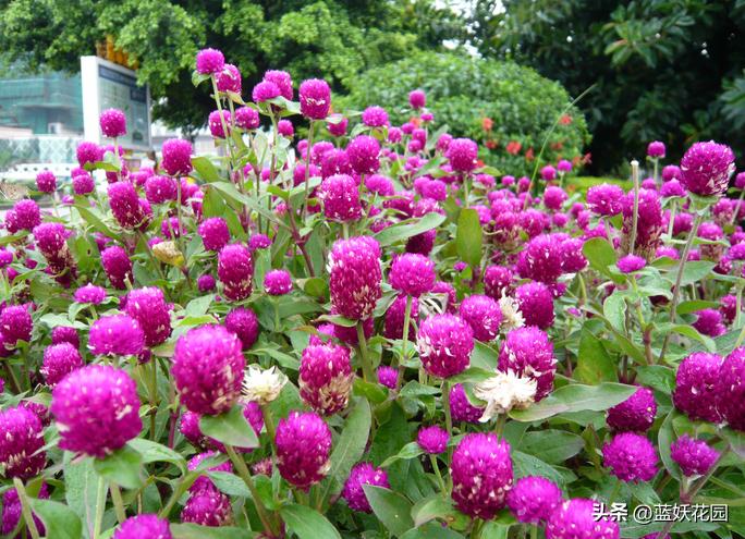 夏季开花的兰花品种有哪些,最适合室内养的8种开花植物