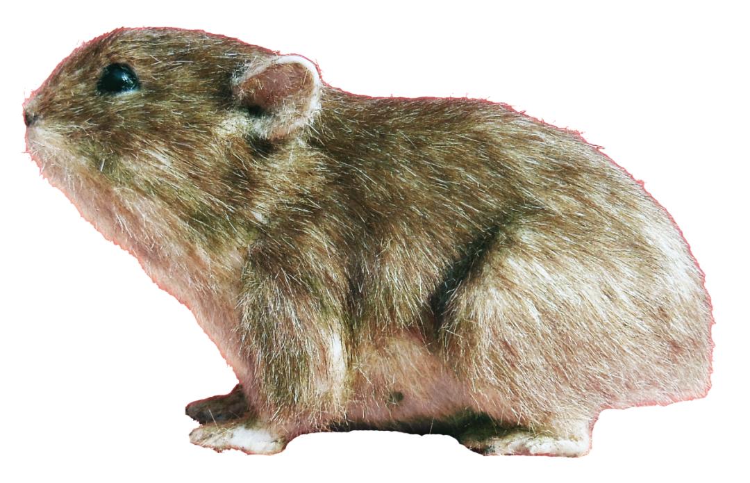 兔圆圆亮相视频,兔圆圆高清图片