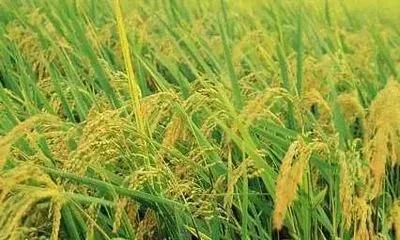 一日一诗：秋风里的秕谷作者：二丫