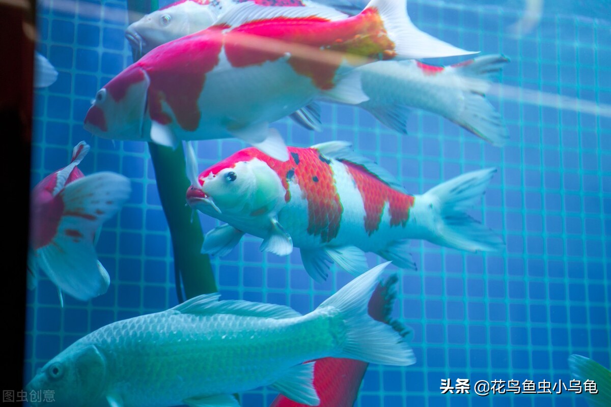 锦鲤怎么养技巧和方法,新手锦鲤怎么养才能活