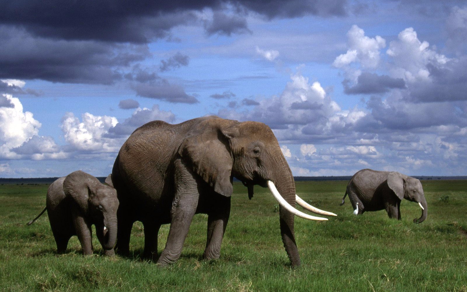 关于象棋起源的有趣传说,真实的象棋起源