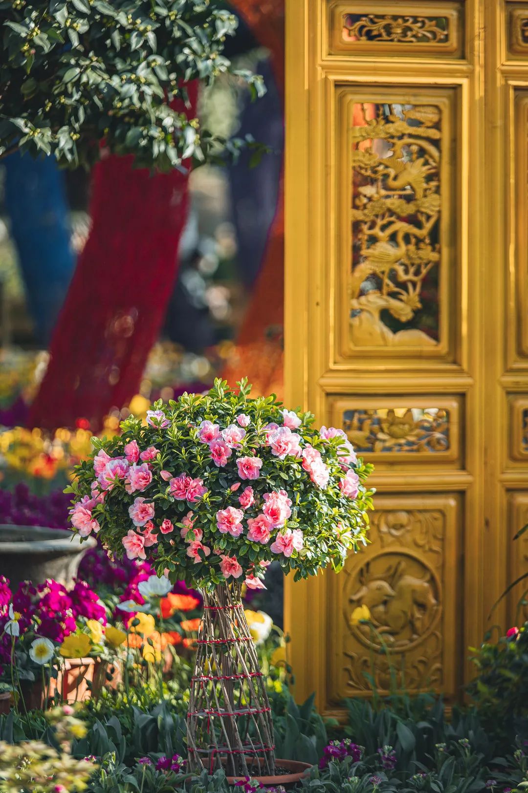 三多节丽江周边游,怎么玩转丽江